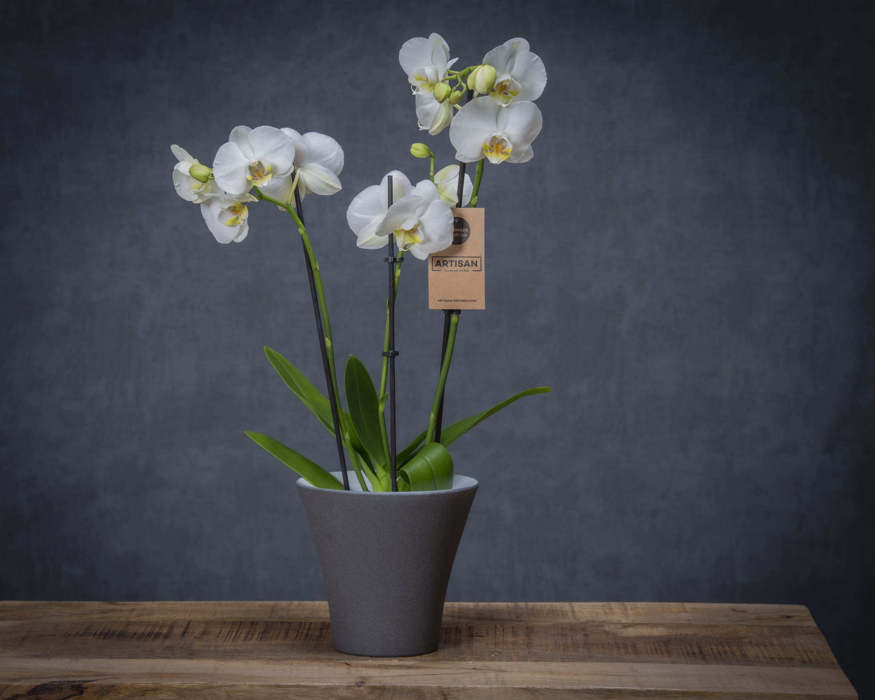 Orchidee in pot